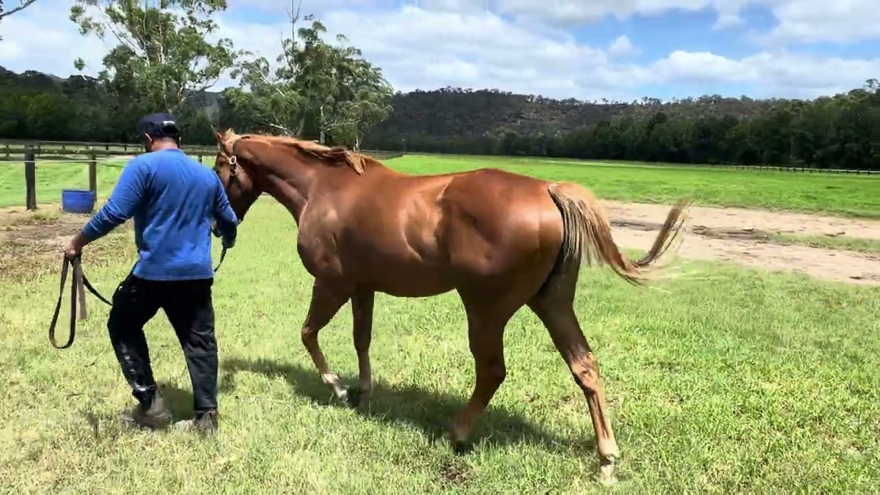 Hanseatic x Mrs Whitten Filly Spelling