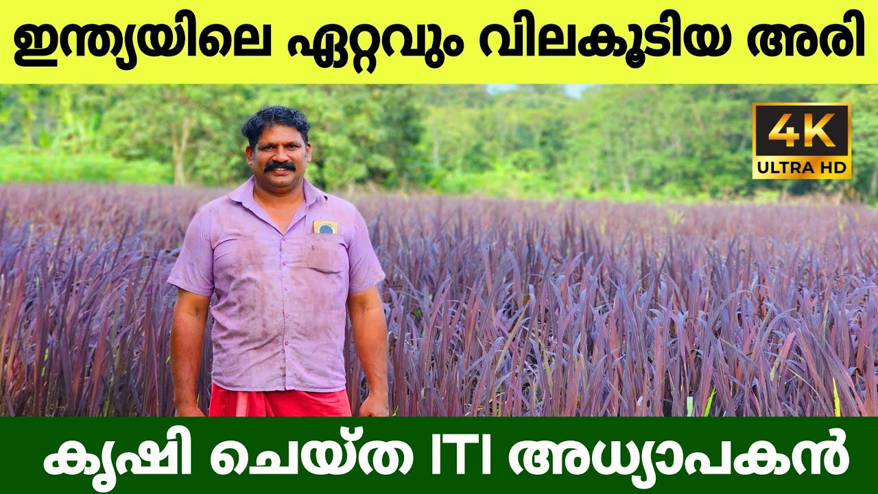 സുബിത്തിന്റെ "നസർ ബാത്ത് " നെൽകൃഷി നാട്ടുകാർക്ക് കൗതുകമായി... | black rice