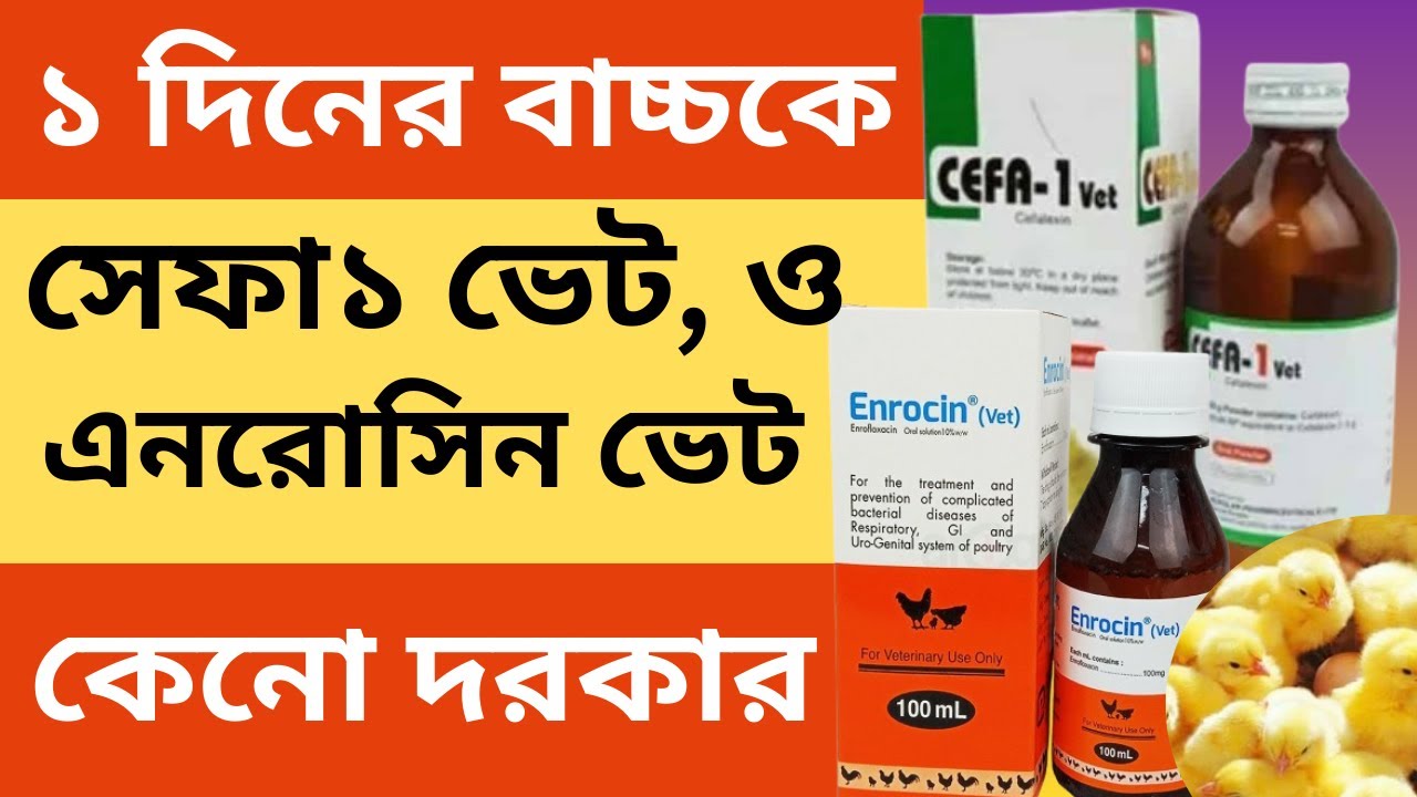 ব্রয়লার জিরো সাইজ বাচ্চাকে ১–৫ দিনে সেফা-১ ভেট ও এনরোসিন ভেট কেন খাবাবেন? পূর্ণ গাইড | Tijarah Agro