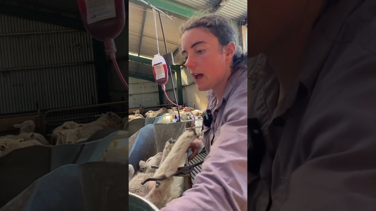 How I mark lambs and why