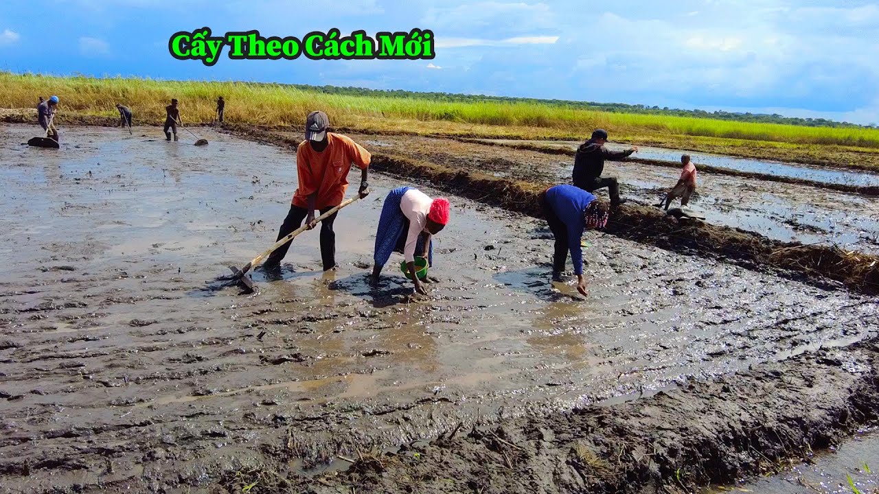 Quang Dũng || Ôi ! Cấy Theo Cách Này Nhanh Quá , Các Em Mà Học Được Thì Mỗi Ngày Một Thửa