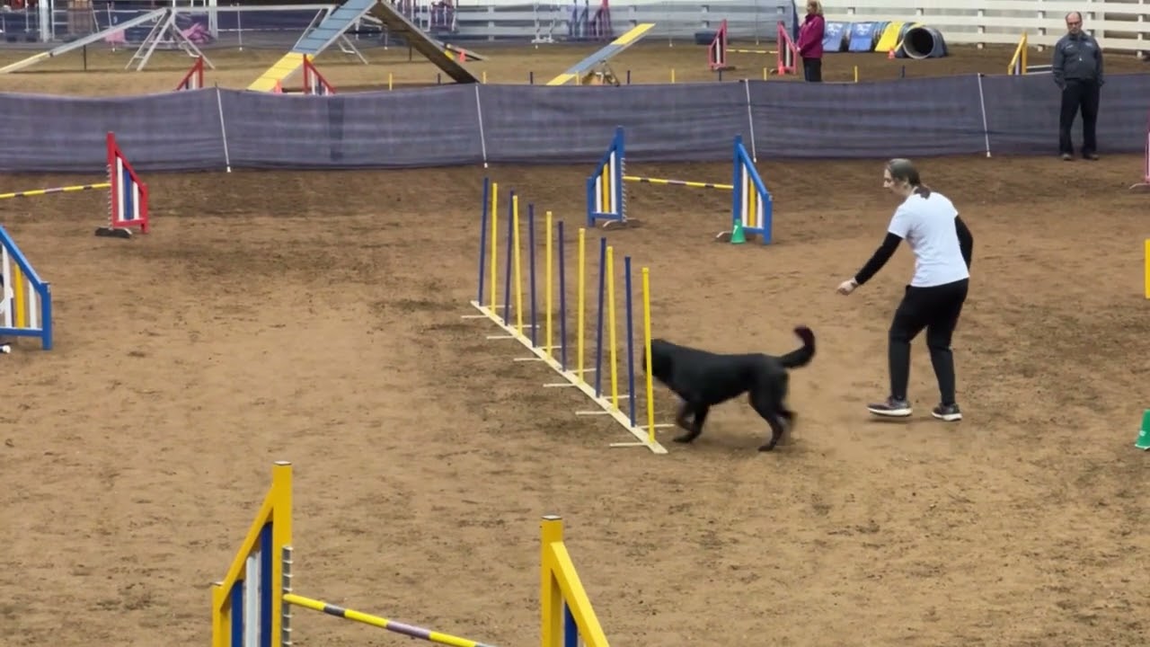 AKC Agility - Excellent JWW - December 2024