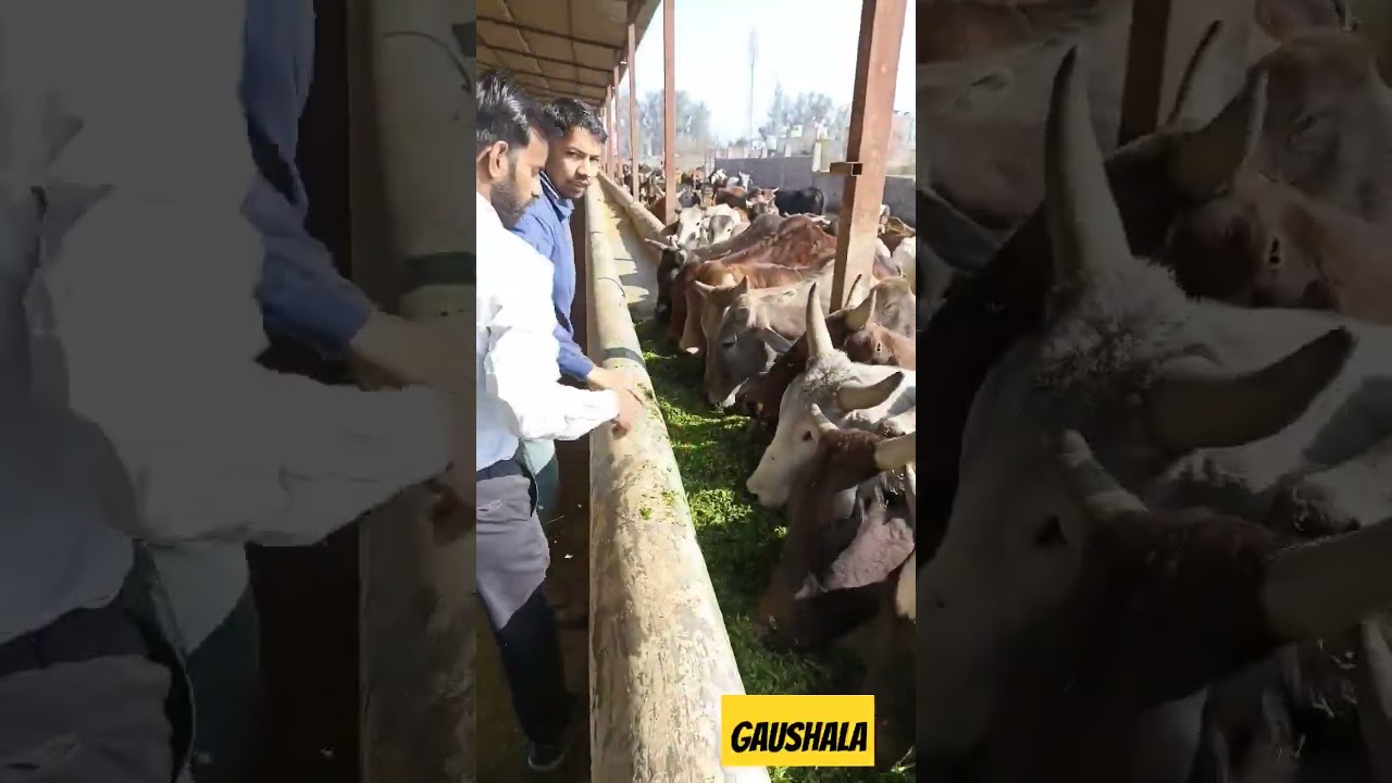 Mahakal Gaushala ujjain | #mahadev #ujjain #gaumata