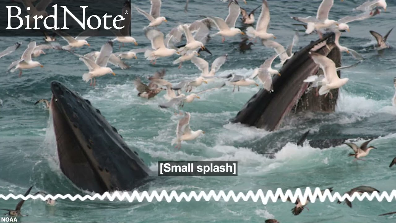The Link Between Whales, Seabirds, and a Tiny Fish