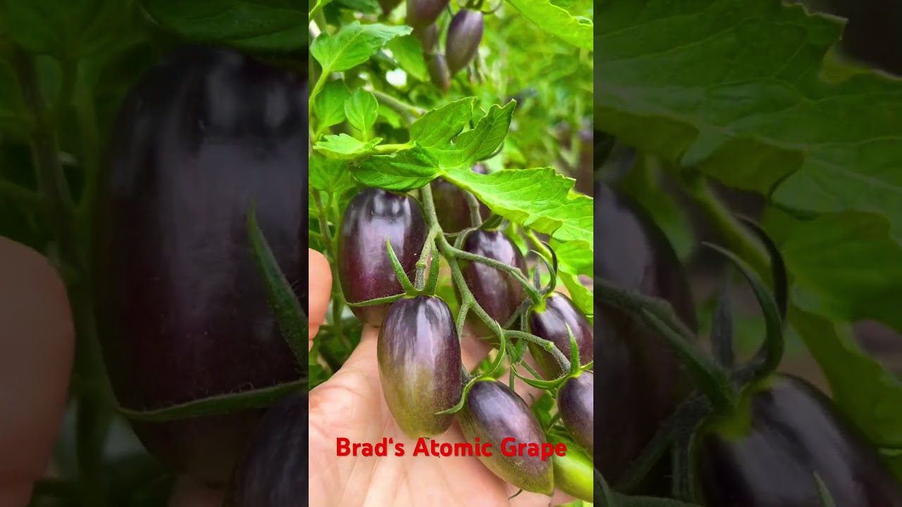 Anthocyan Sorte &bdquo;Brad&lsquo;s Atomic Grape&ldquo; / &laquo;Атомный виноград Брэда&raquo; ,03.07