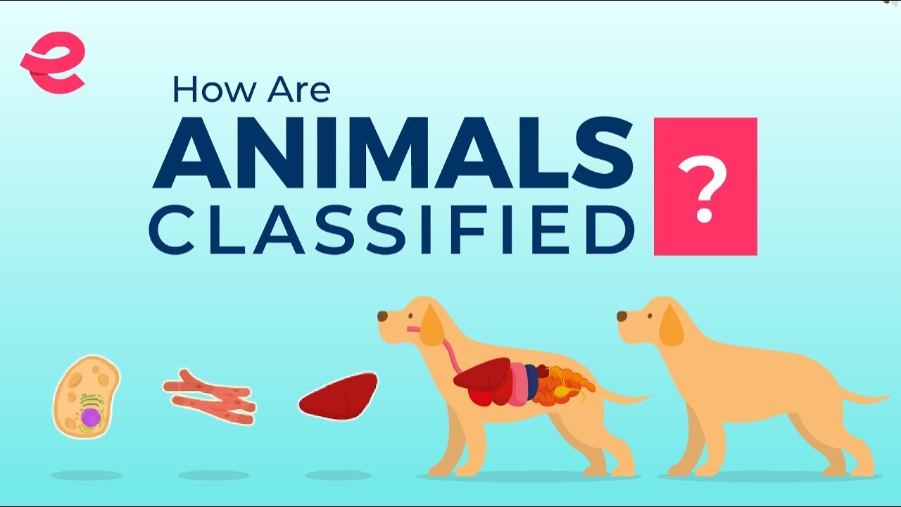 Classification of animals | Biology | Extraclass.com