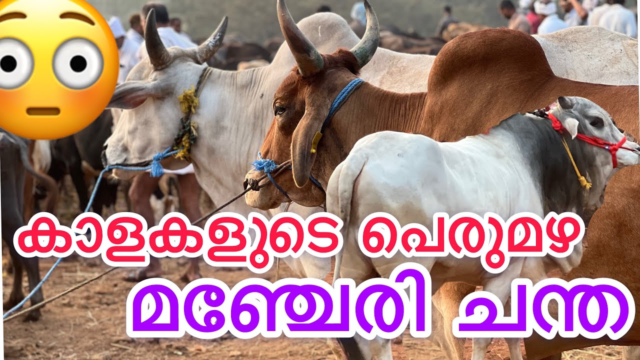 കാളകളുടെ പെരുമഴ മഞ്ചേരി ചന്തയിൽ 