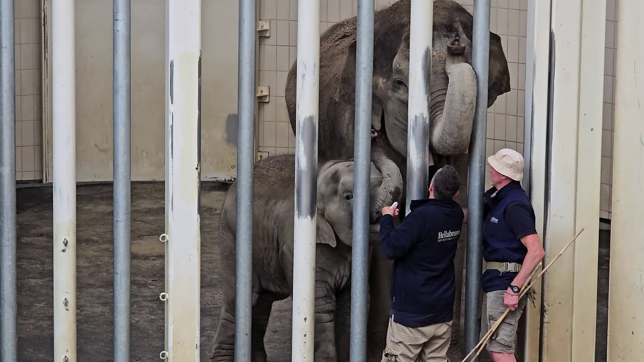 Elefantenkuh Rani absolviert ihr Training 🐘#tierparkhellabrunn #elefant #elefantenalltag