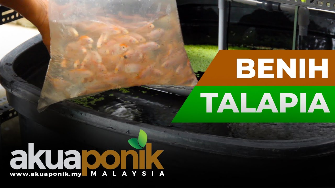 Akuaponik Gutter 09 | Cara Masukkan Benih Talapia | Parameter Air Ternakan Talapia