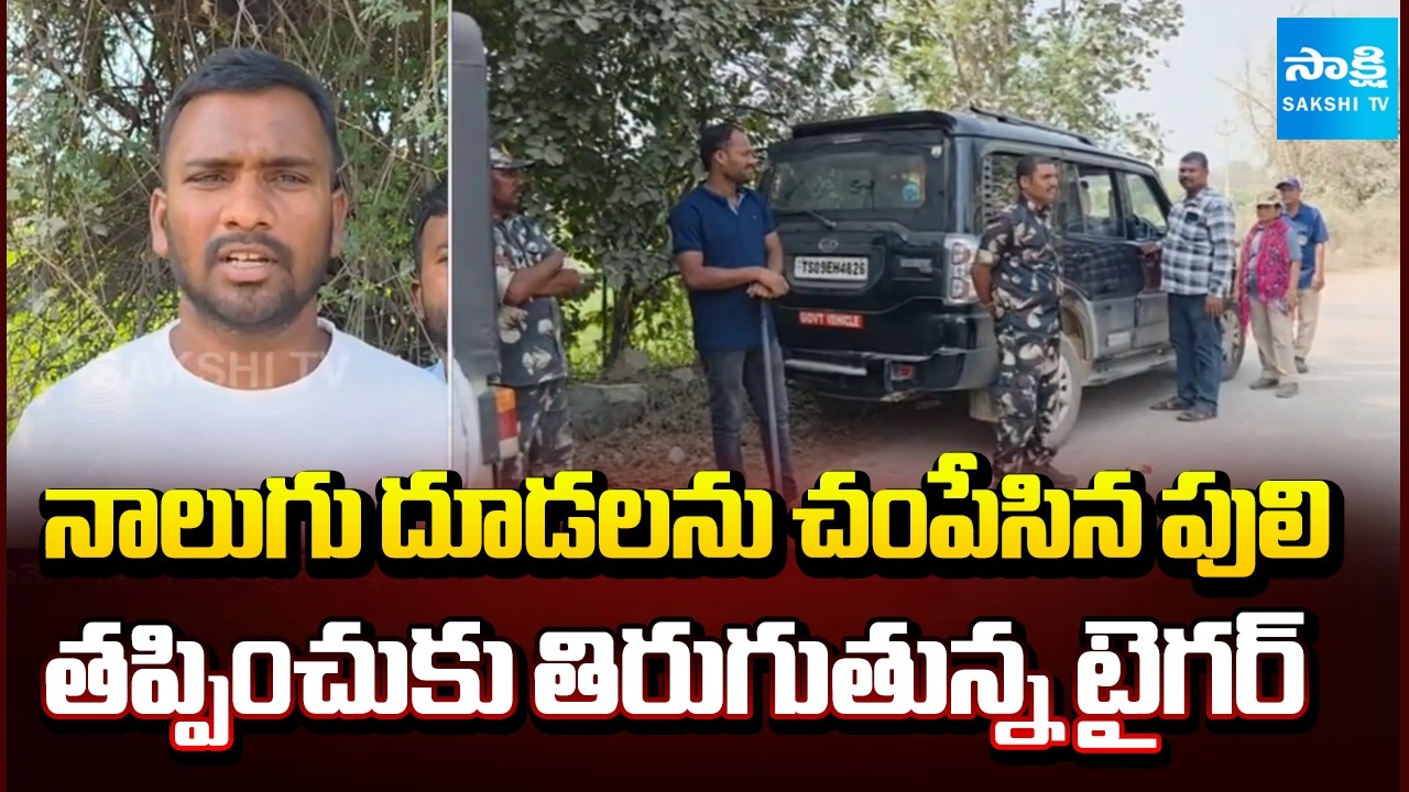 ఆవులు, మేకలు జాగ్రత్త | Four Cattle Killed in Tiger Attack | Telangana News | @SakshiTV