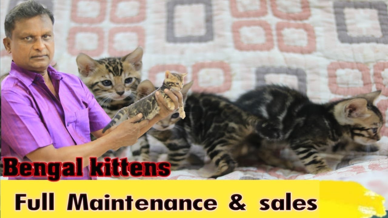 Bengal Kitten Full Maintenance and sales video in Tamil 🐱
