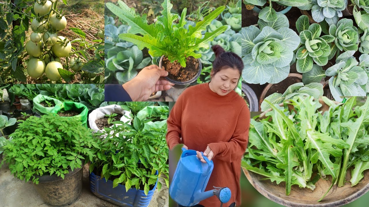 Village Life gardening organic farming/Nagaland 