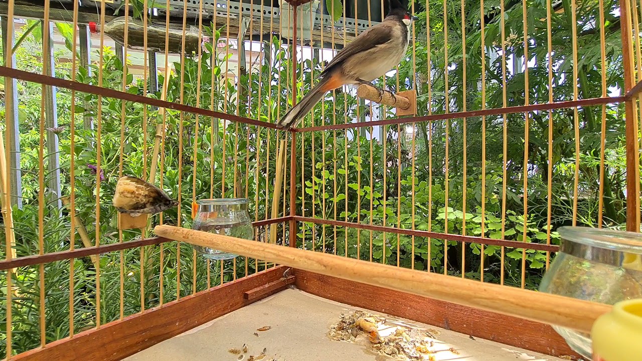 Ch&agrave;o M&agrave;o RIN Đ&agrave; Lạt | Cận cảnh Ch&agrave;o M&agrave;o RIN h&oacute;t s&aacute;ng | Ch&agrave;o M&agrave;o Căng lửa h&oacute;t s&aacute;ng | Blue Bird