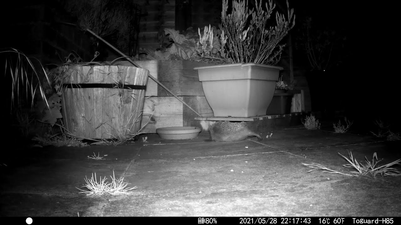 Female hedgehog self-anointing