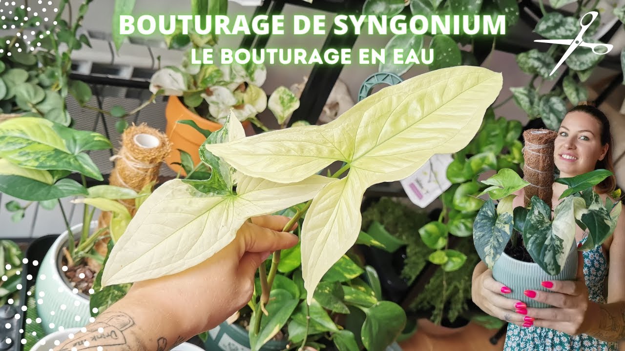 #bouturage facile : partie 1 le Syngonium albo variegata