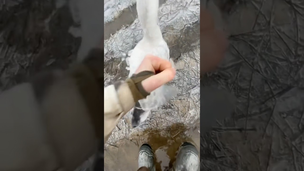 Frozen Bird? Breaking Thick Ice to Set It Free 🐦❄️ | Winter Survival Moments!