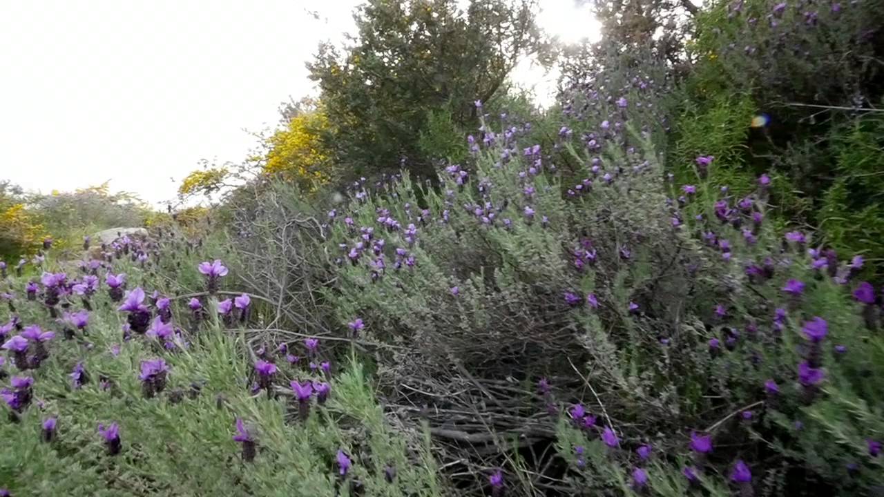 Isola di Capraia Natura selvaggia emersa dal mare Video di Ennio Boga