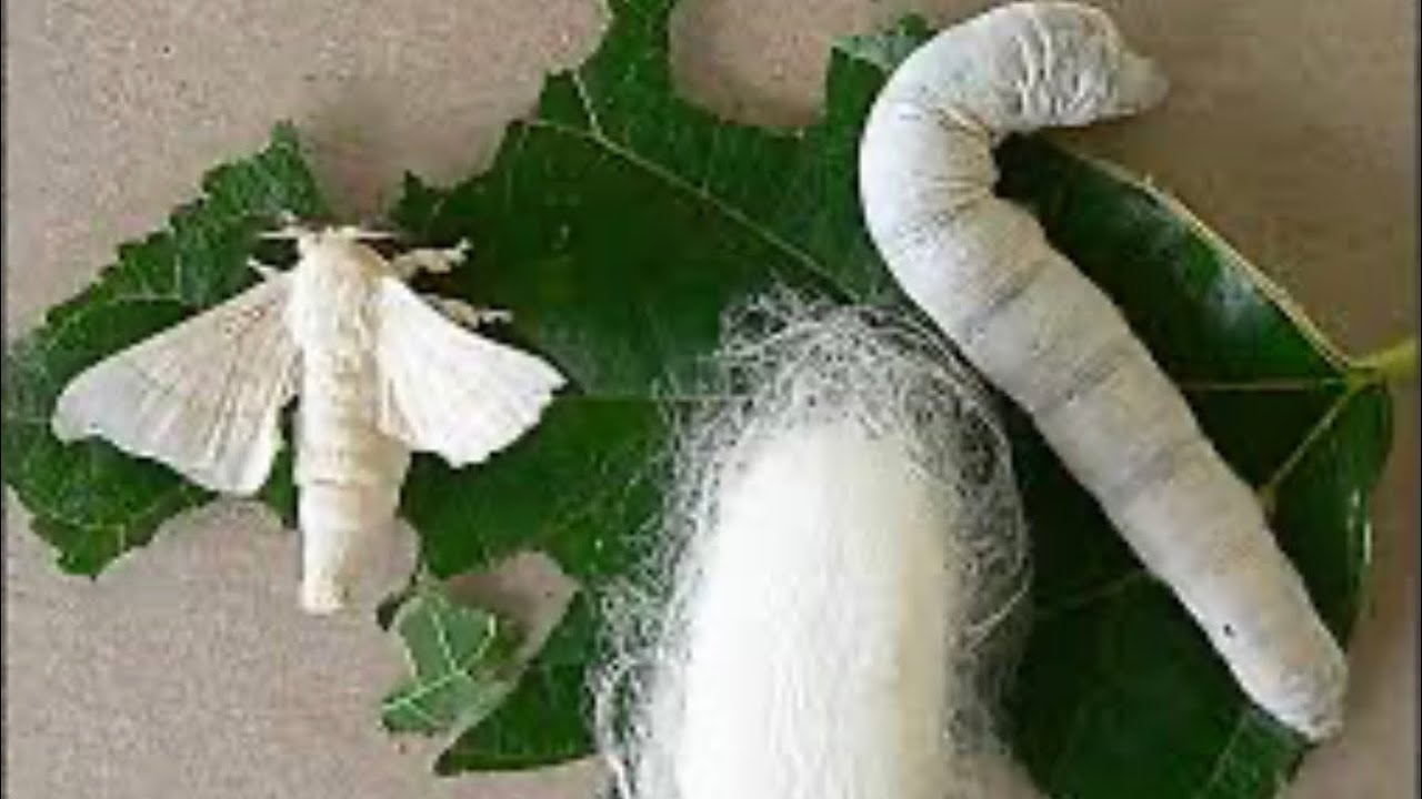How silk is made from silkworms? Let&rsquo;s see @Interesting-things555