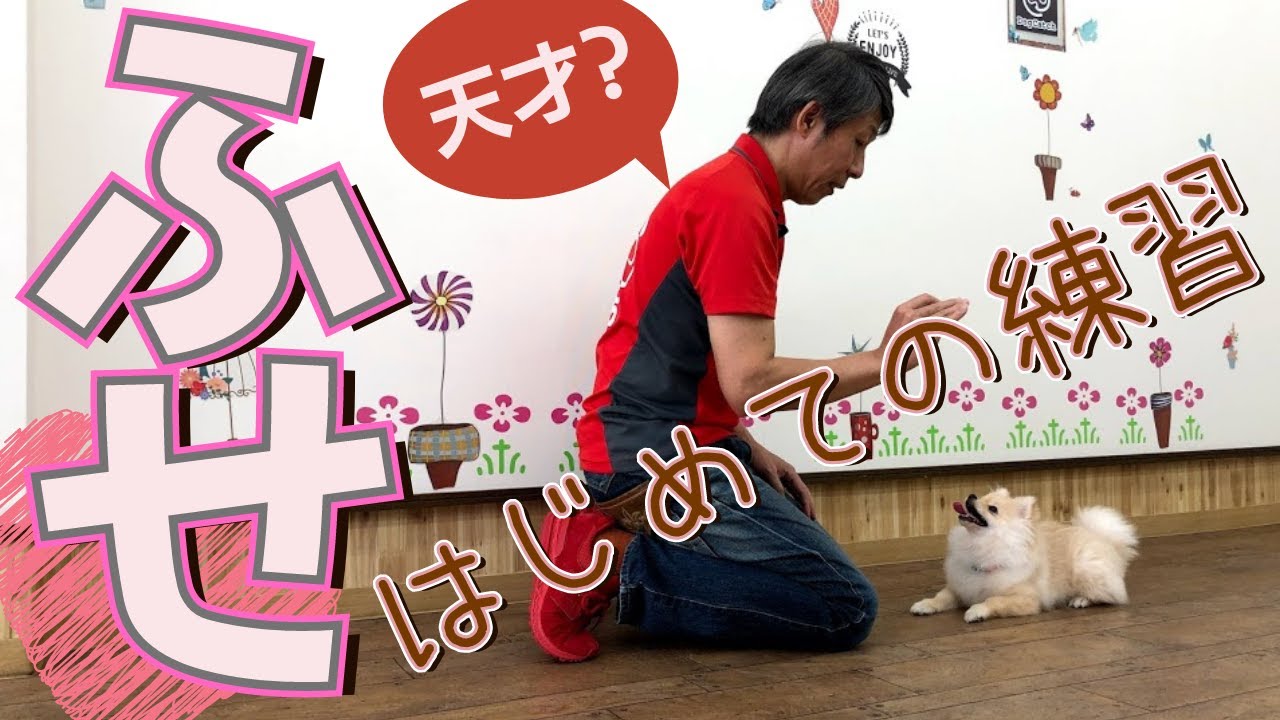 【子犬のしつけ】ポメラニアンの子犬と初めてふせを練習したよ！天才的な習得スピード！【ふせの教え方】