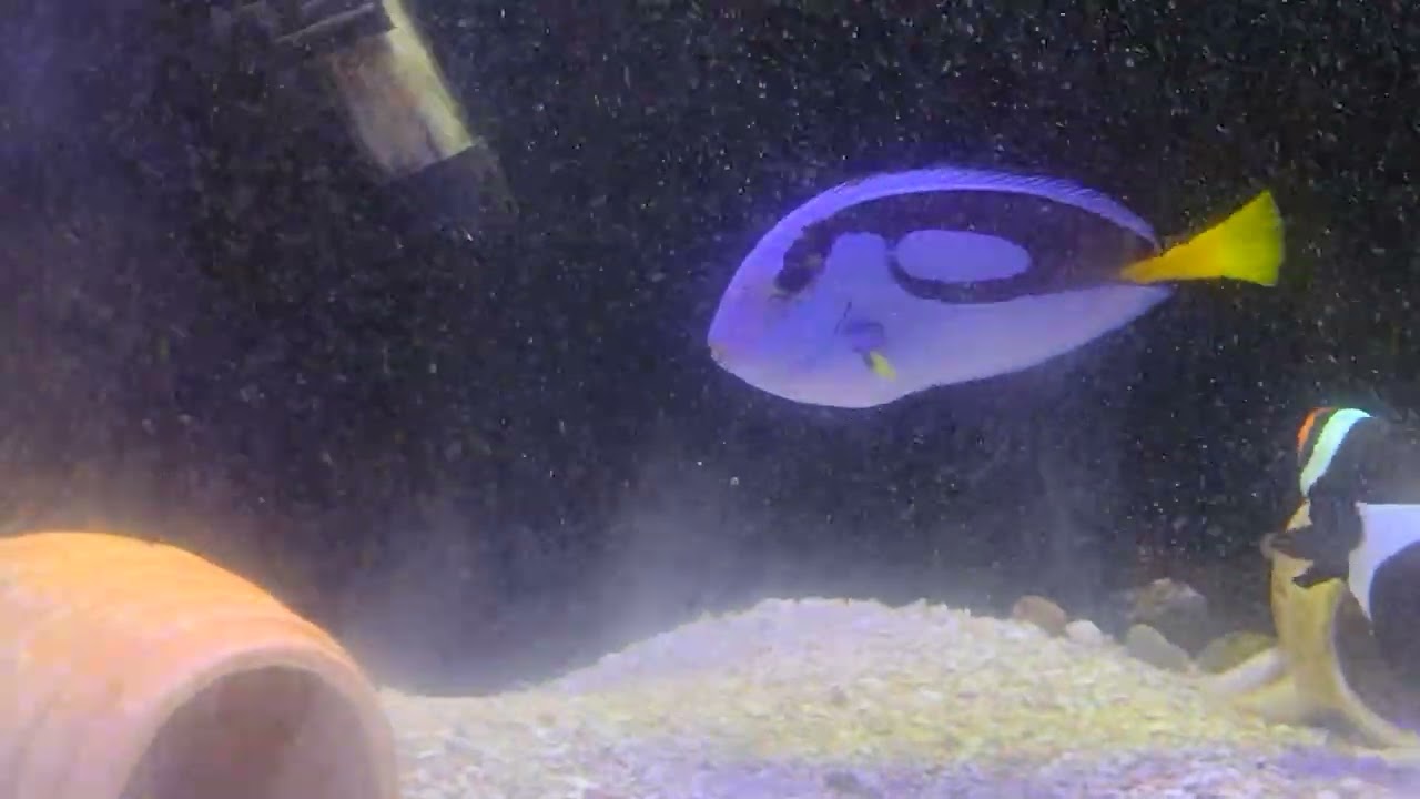 Coloquei uma luminária no aquário marinho 2 refletor azul e 3 refletor branca