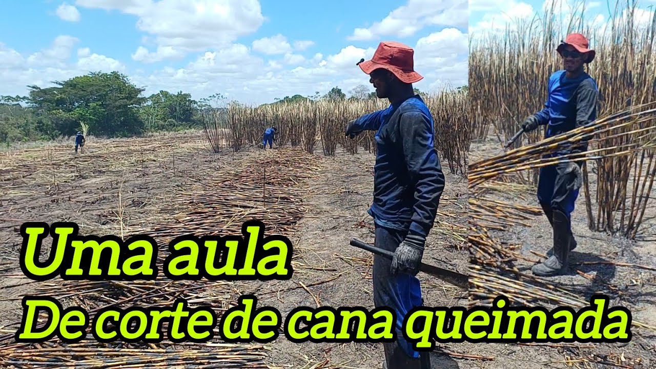 COMO CORTA CANA QUEIMADA e ganha muito dinheiro, boraa cuidaa