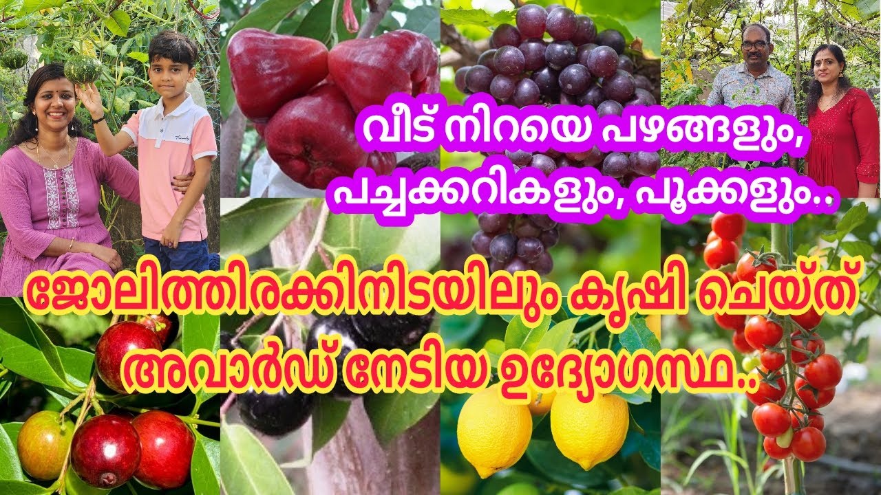 ജോലിത്തിരക്കിലും വീട്ടിലേക്കുള്ളതെല്ലാം കൃഷി ചെയ്ത് അവാർഡ് നേടിയ ഉദ്യോഗസ്ഥ.. #homegarden #krishi