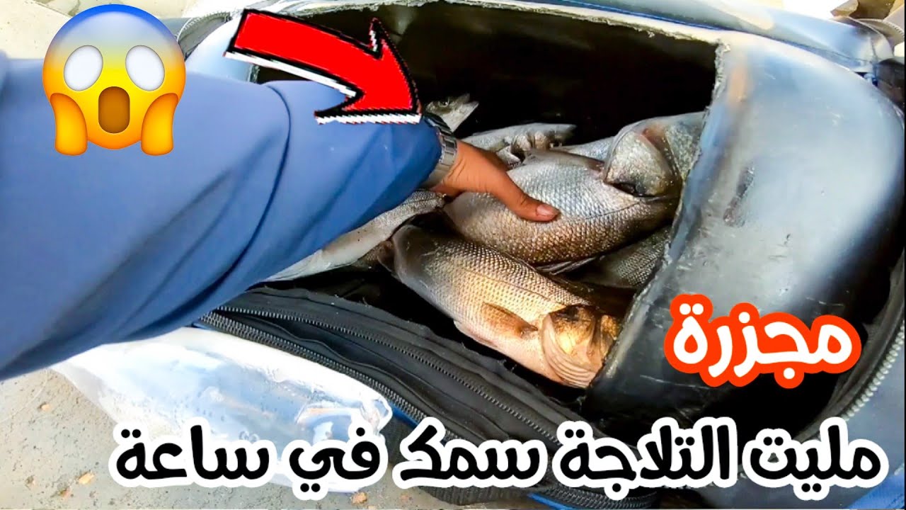 صيد اكبر كمية سمك مجاناً ما يتمناه كل صياد في العالم