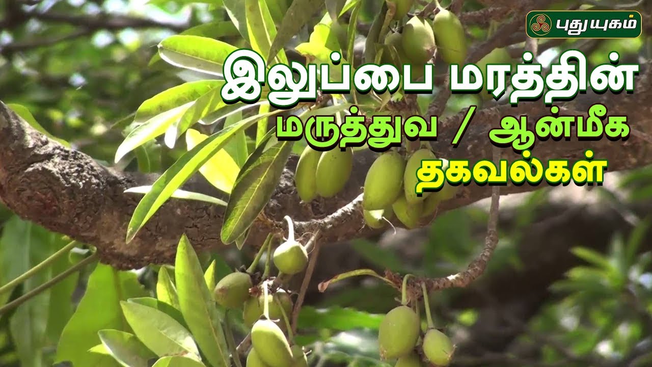 Iluppai Tree Benefits  | Arivom Arogyam