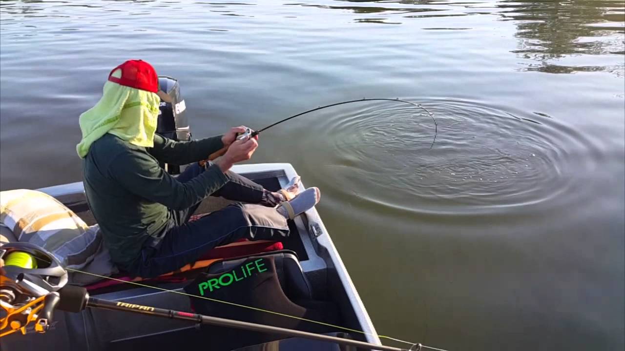 Teaser Aero Fish 2015