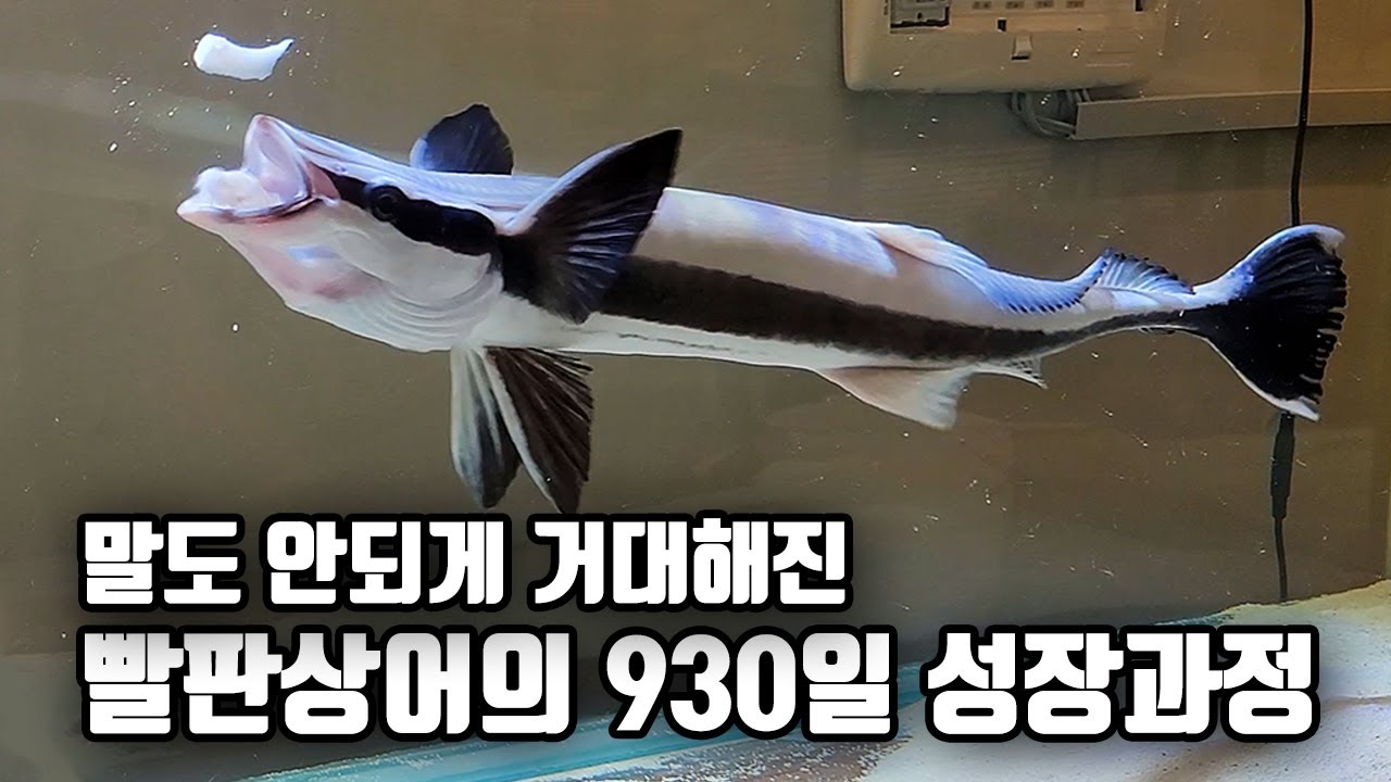 너무 빠른 성장때문에 아쿠아리움에 보낼 위기에 처한 빨판상어ㅠㅠ 제발 그만 커!!