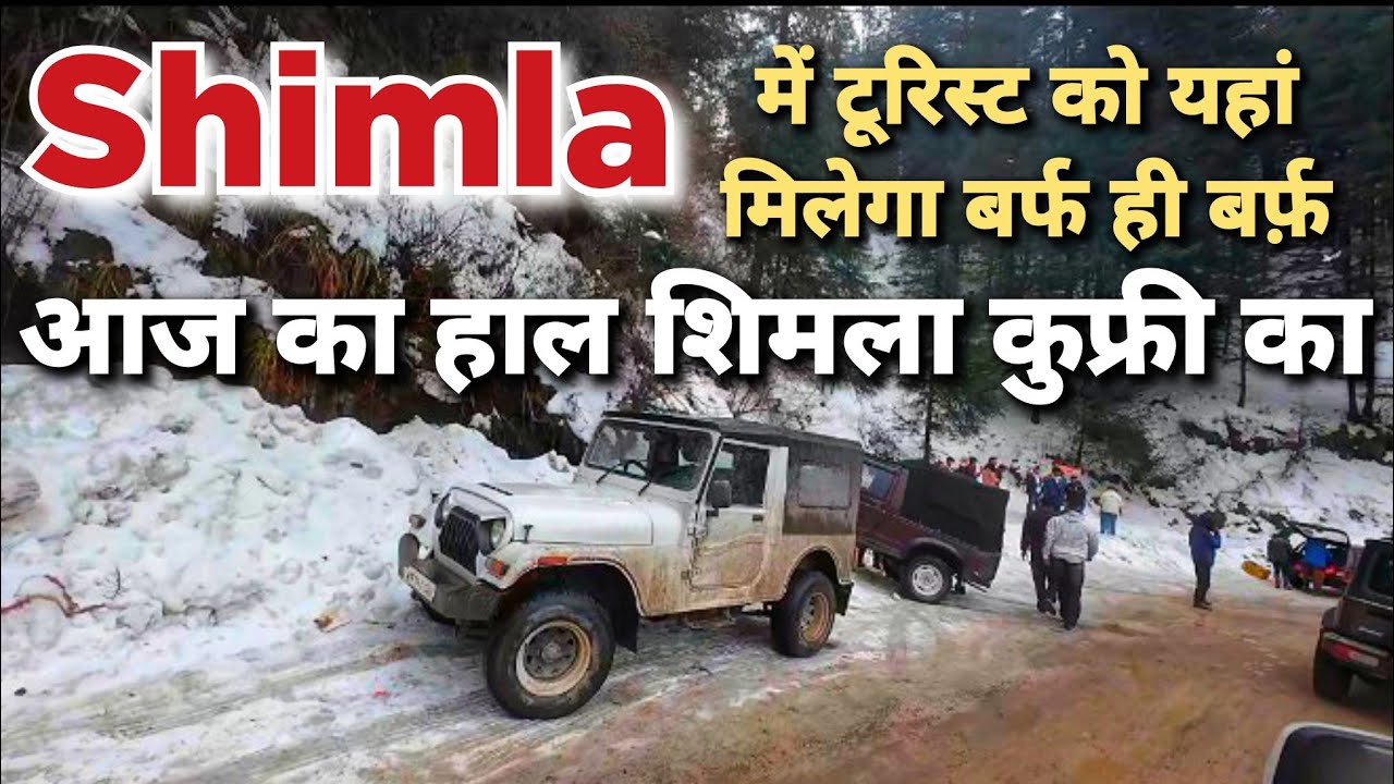 शिमला कुफ्री का ताज़ा मौसम | Shimla Todays Video | Shimla current situation #shimlalatestweather
