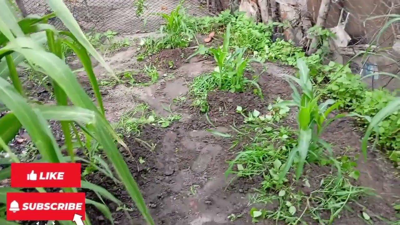 Fazendo a limpeza nos pés de milho 🌽