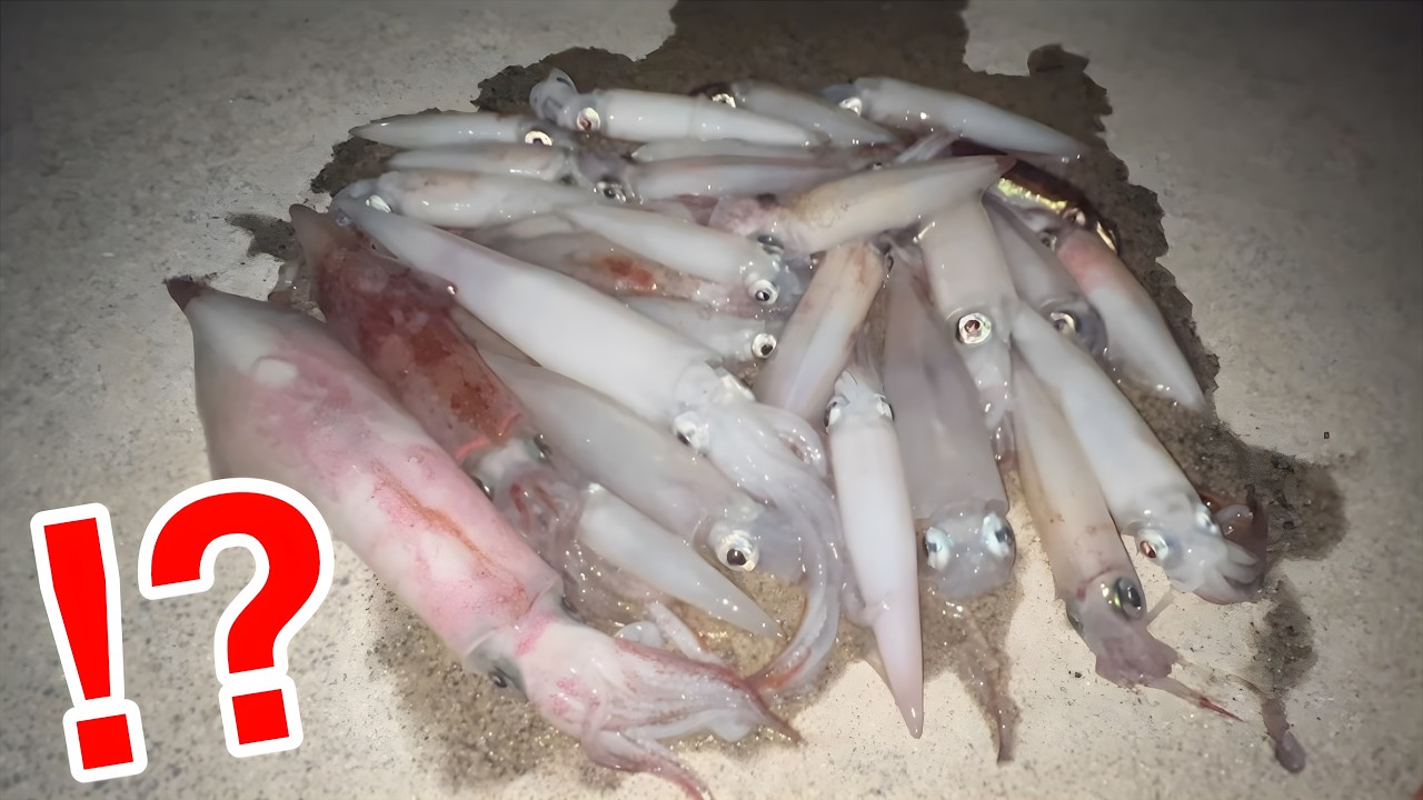 ダイソーエギでイカ釣りしたら爆釣すぎた