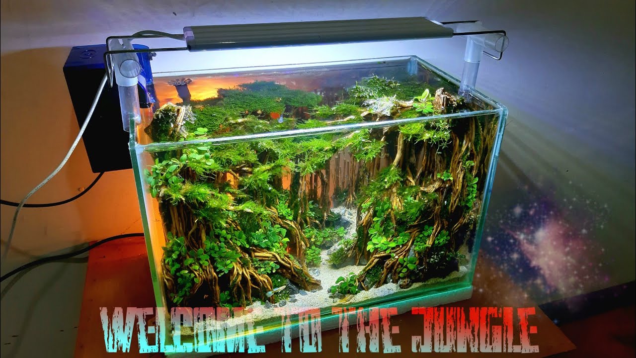 Step by Step Aquascape Tema Jungle | Kayu Senggani