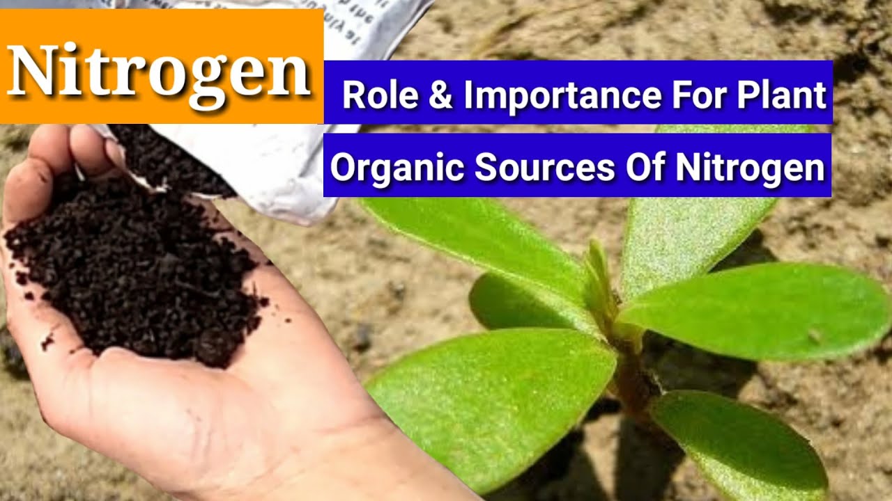 Nitrogen Role & Importance For Plant | Organic Sources of Nitrogen Fertilizer | Nitrogen deficiency