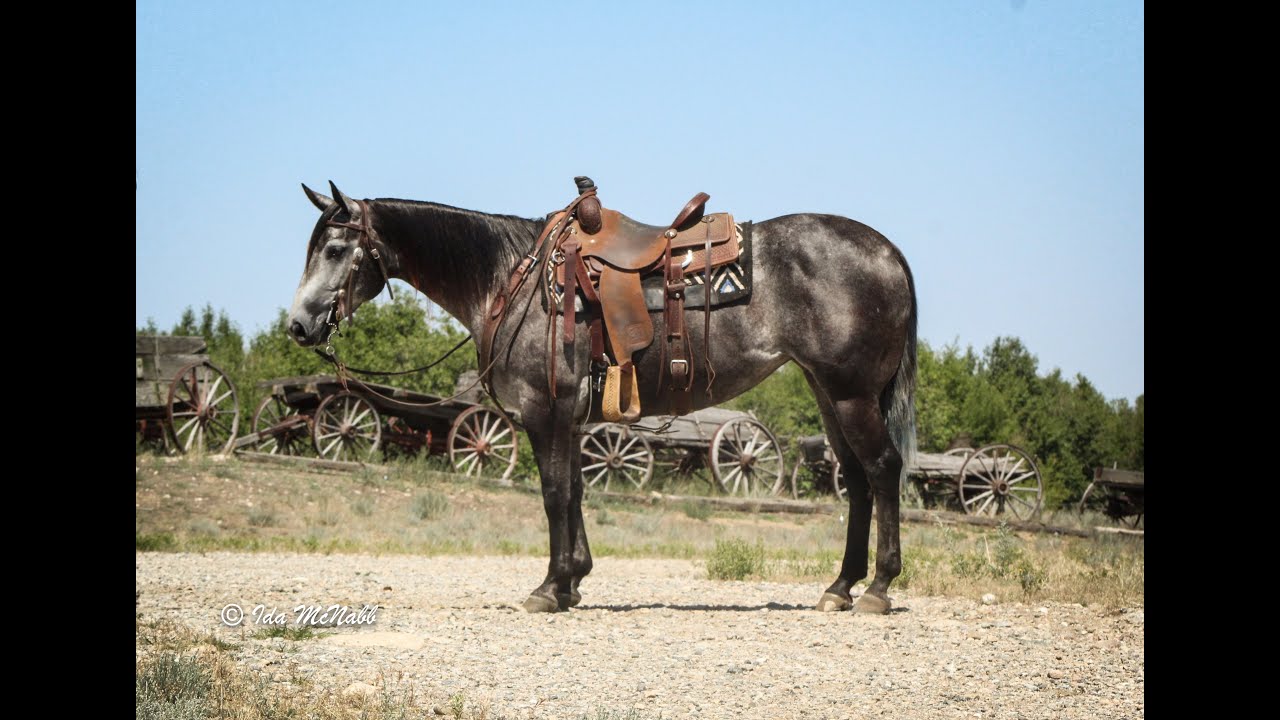 SOLD--Stella--Own Daughter of Whizkey N Diamonds~RANCH HORSE~KID SAFE BABYSITTER~TRAIL HORSE~