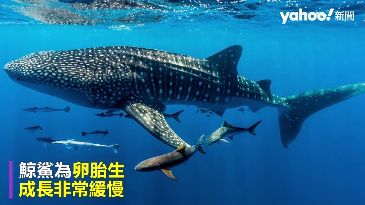 印尼5頭鯨鯊受困漁網 潛水員合作救援全錄下｜Yahoo Hong Kong
