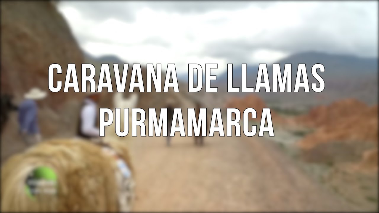 Caravana de llamas en Purmamarca NOA