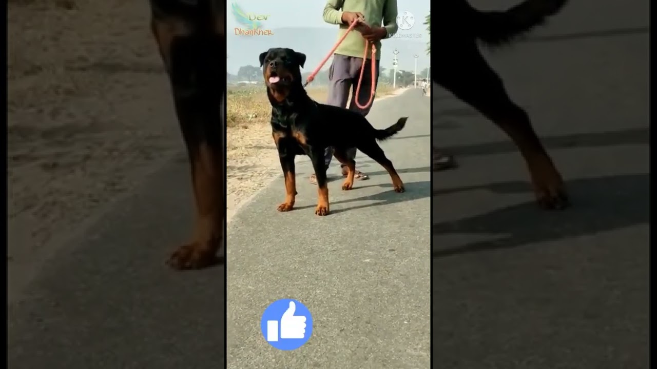 rottweiler male 9812633595