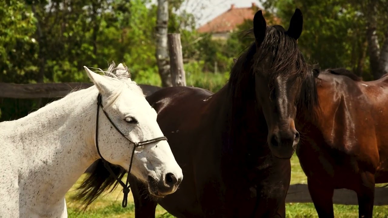 Páskom Lovastanya és Vendégház - Tiszavalk, Tisza-tó