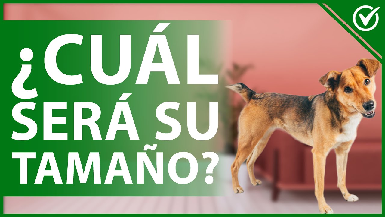 🐕 ¿Cómo saber cuál será el tamaño de un PERRO MESTIZO? - Predicción certera 📏🐕