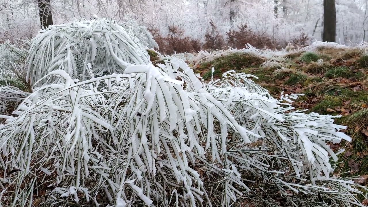 2026-01-24 - Le givre autour de Saverne