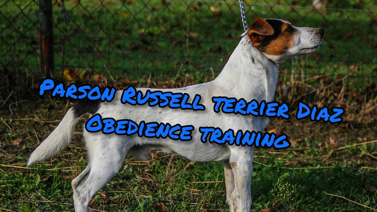 Parson Russell terrier - obedience training | Diaz - 6 years