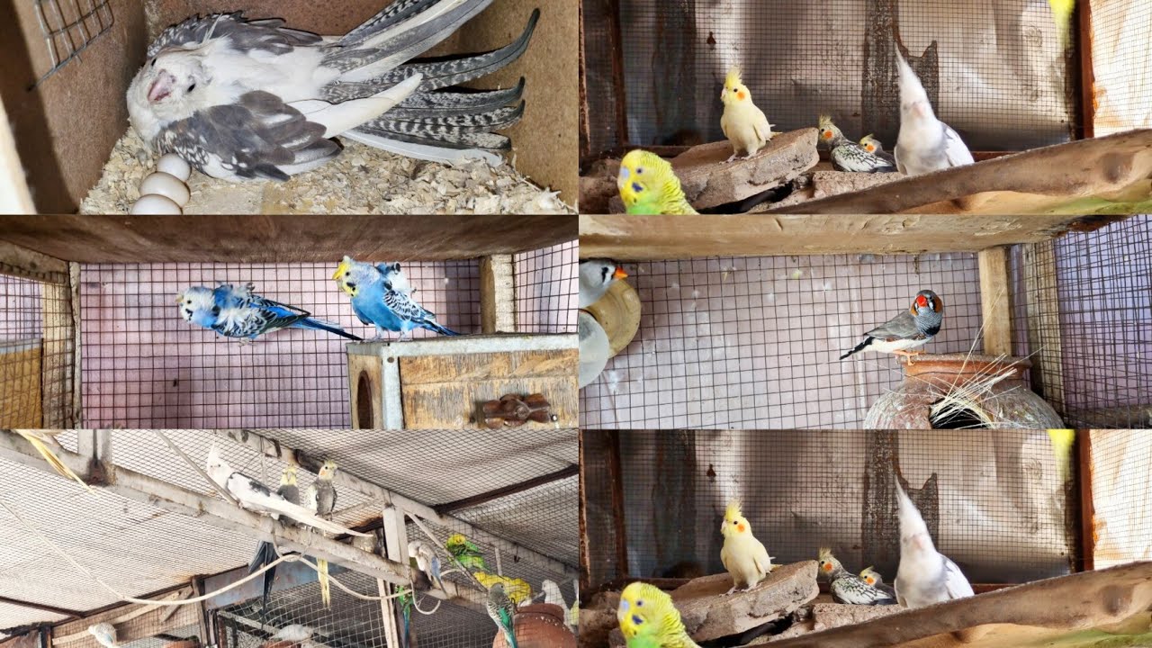 Finches Hogoromo Cocktail Breeding Progres Sj Budgies Parrots Farm in Lahore