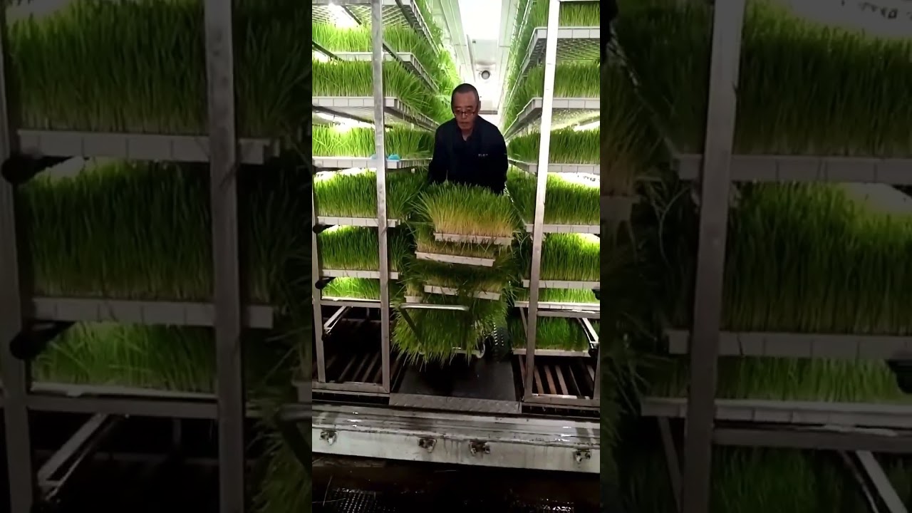 How to Establish a High Yield Hydroponic Fodder Factory? Lyine Fodder Factory in a Box! #Shorts