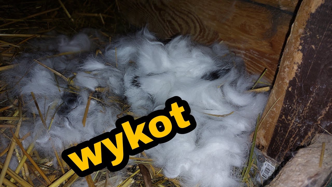 WYKOT NIESPODZIANKA