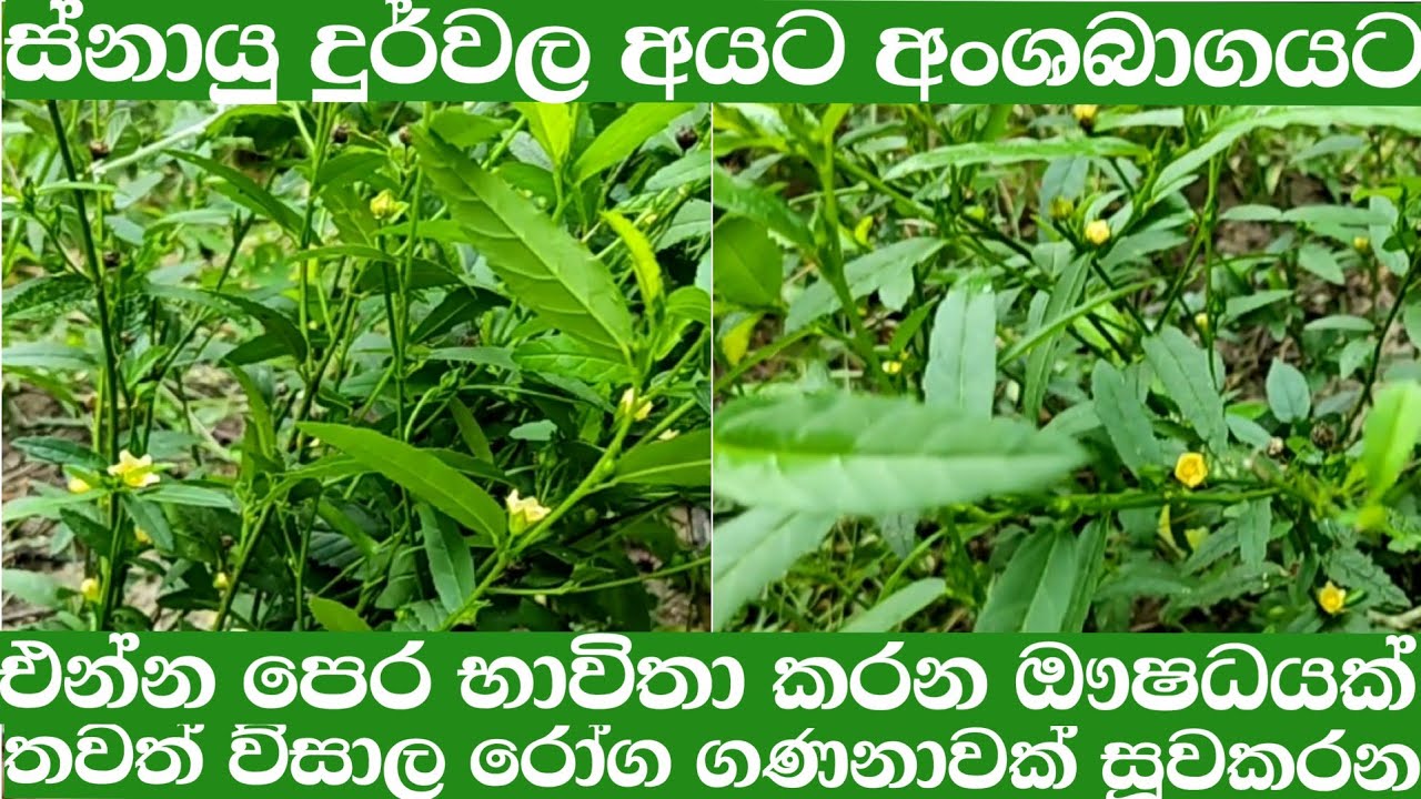 බැබිල ශාකයේ තිබෙන ඖෂධීය ගුණයෙන් දැනගන්න වීඩියෝව බලන්න