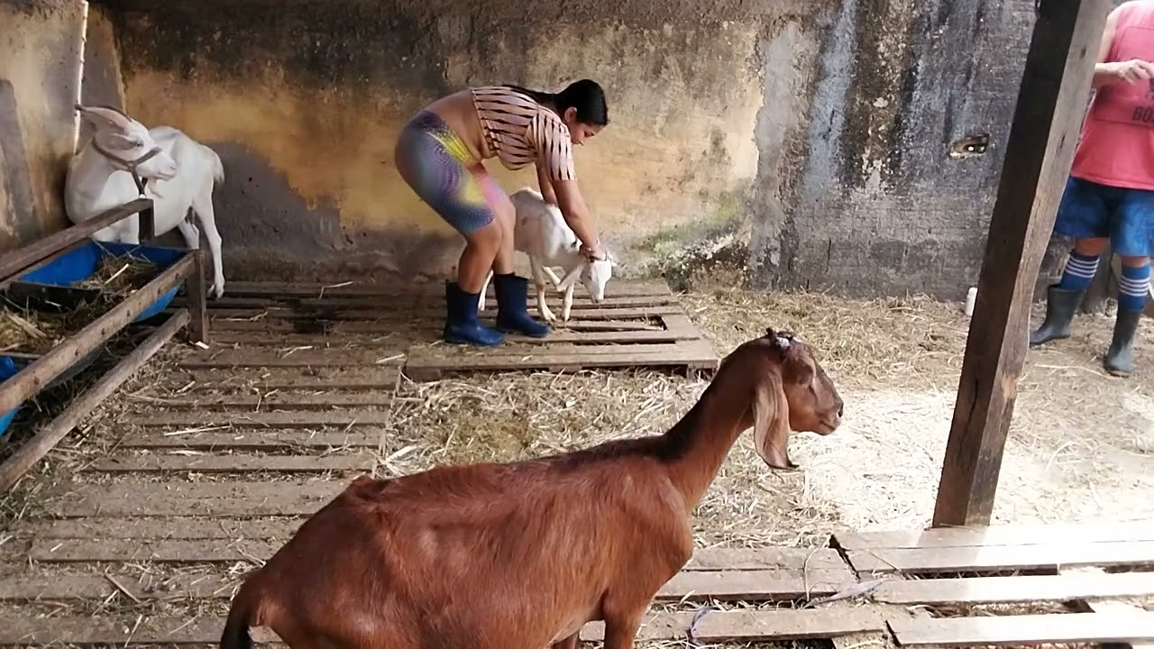 dia de vacinação