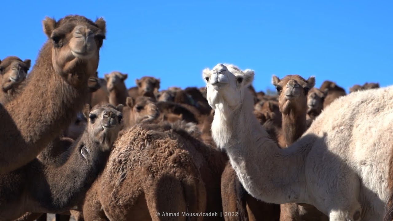 Sharif Khajeh Nezam - Camel Breeding