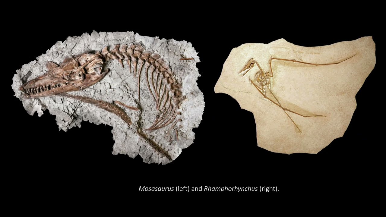 Exploring Methods in Fossil Photography